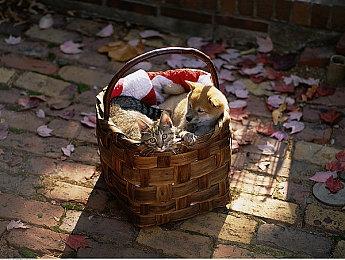 Take-Two CEO对《GTA6》不再跳票信心极高 PC版仍无计划！